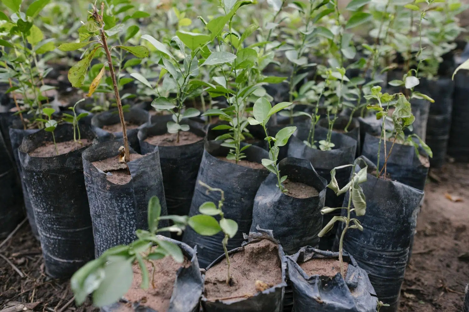Méthode Miyawaki - Convive - Association CONVIVE pour un environnement COnstruit VIvant et VErt
